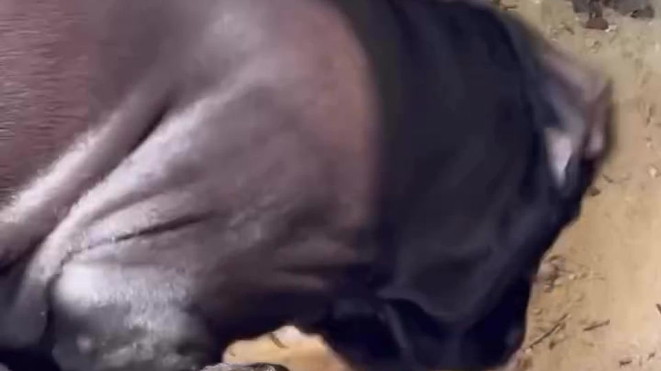 História do Cane Corso